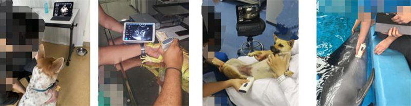 veterinary usb ultrasound scanner probe ，handheld scannerz3 8